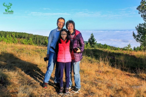 Veado Verde / Green Deer