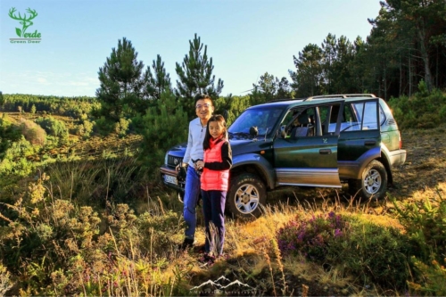 Veado Verde / Green Deer