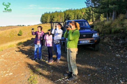 Veado Verde / Green Deer