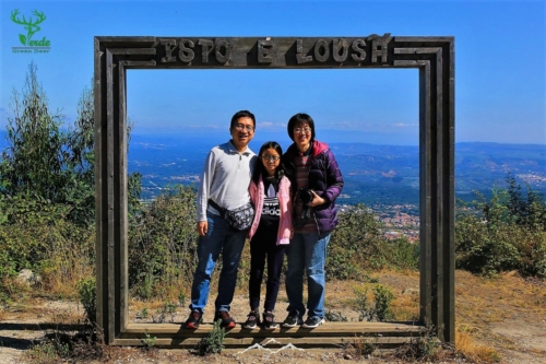 Veado Verde / Green Deer