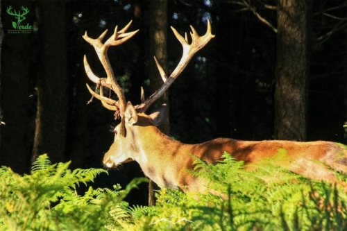 Veado Verde / Green Deer