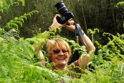 Veado Verde / Green Deer