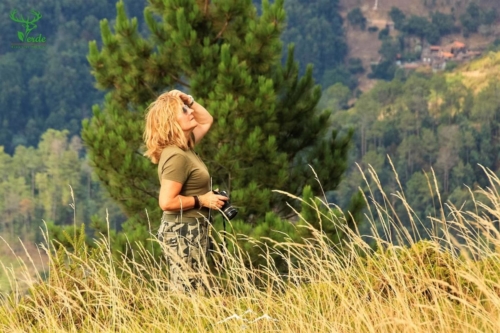 Veado Verde / Green Deer