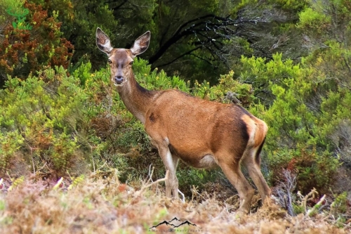 Veado Verde / Green Deer