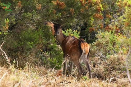 Veado Verde / Green Deer