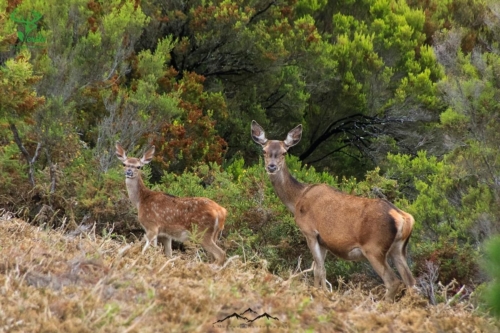 Veado Verde / Green Deer