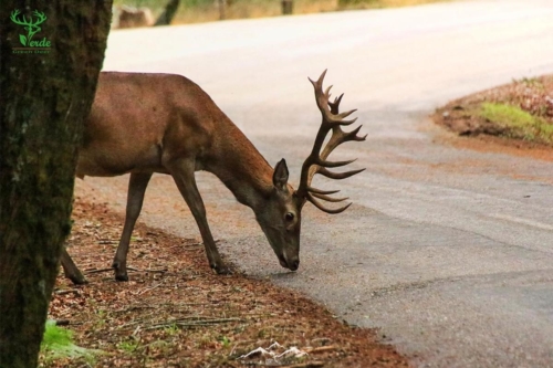 Veado Verde / Green Deer