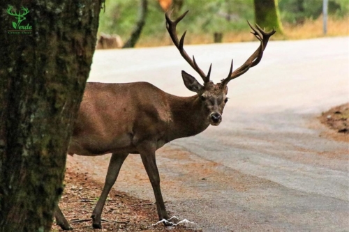 Veado Verde / Green Deer