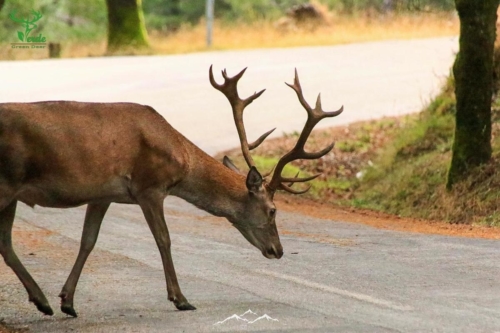 Veado Verde / Green Deer