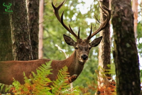 Veado Verde / Green Deer