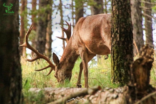 Veado Verde / Green Deer