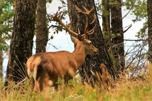 Veado Verde / Green Deer