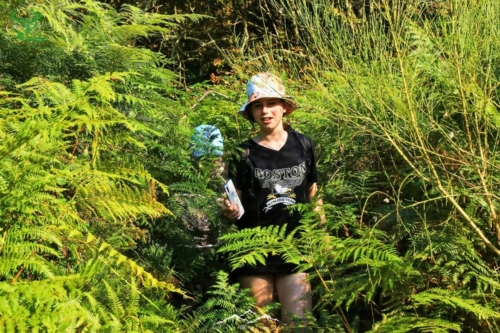 Veado Verde / Green Deer