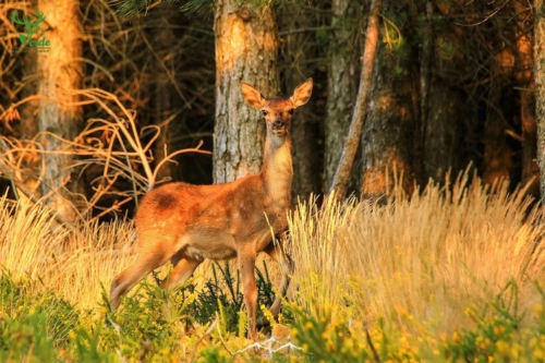 Veado Verde / Green Deer