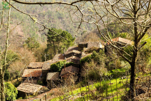 Veado Verde / Green Deer