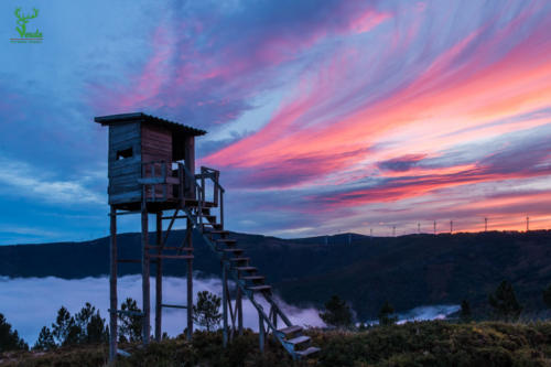 Veado Verde / Green Deer