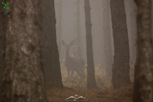 Veado Verde / Green Deer