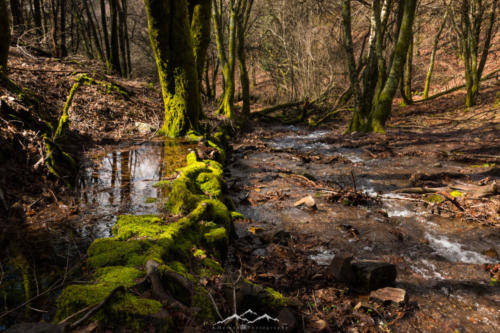 Veado Verde / Green Deer