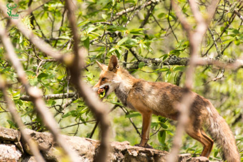 Veado Verde / Green Deer