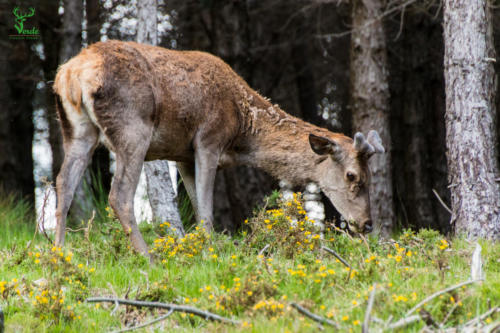 Veado Verde / Green Deer