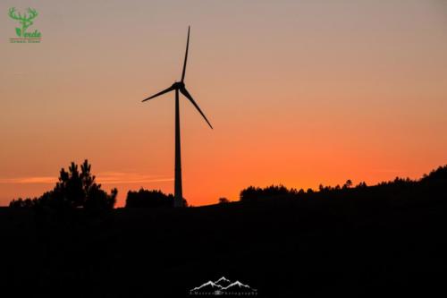 Veado Verde / Green Deer