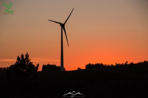Veado Verde / Green Deer