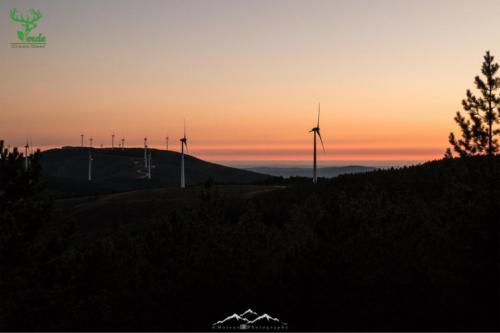 Veado Verde / Green Deer