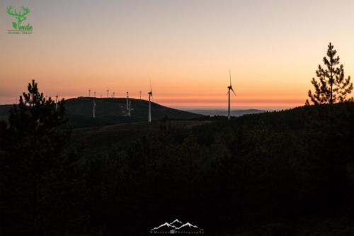 Veado Verde / Green Deer