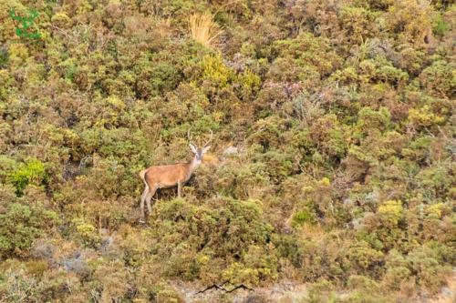 Veado Verde / Green Deer