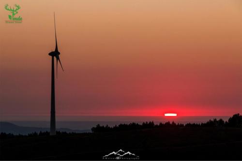 Veado Verde / Green Deer