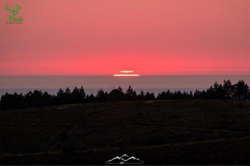 Veado Verde / Green Deer