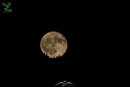 Veado Verde / Green Deer