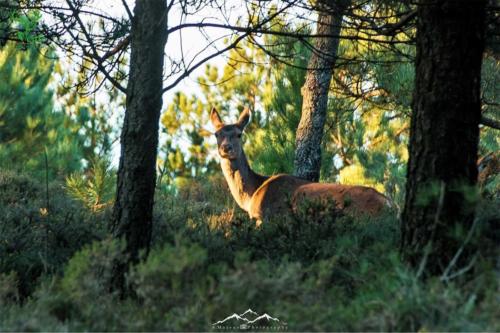 Veado Verde / Green Deer