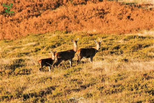 Veado Verde / Green Deer