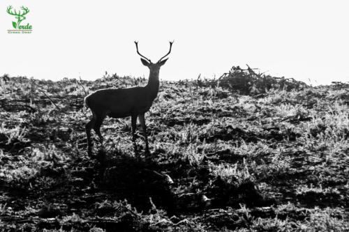 Veado Verde / Green Deer