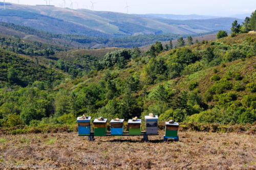 Veado Verde / Green Deer