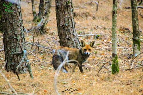 Veado Verde / Green Deer