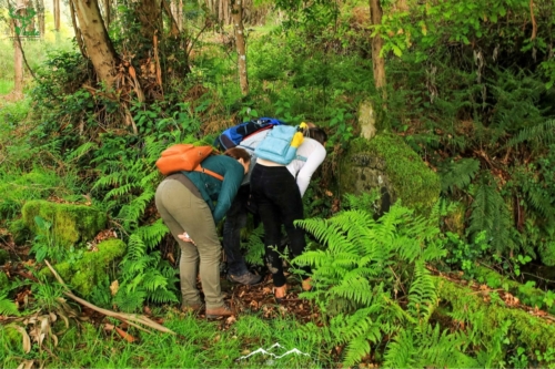 Veado Verde / Green Deer