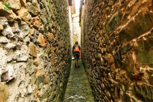 Veado Verde / Green Deer