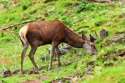 Veado Verde / Green Deer