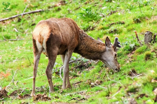 Veado Verde / Green Deer