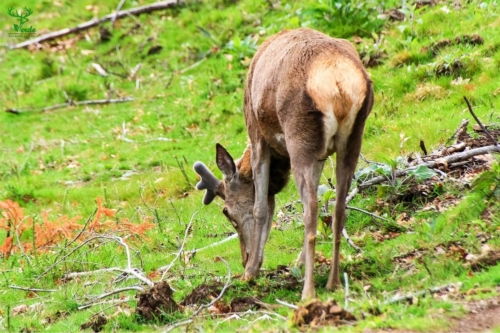 Veado Verde / Green Deer