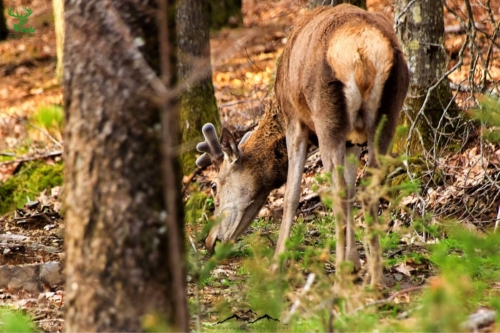 Veado Verde / Green Deer