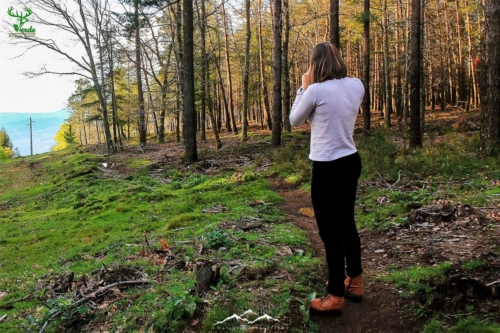 Veado Verde / Green Deer