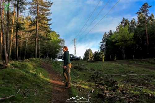 Veado Verde / Green Deer