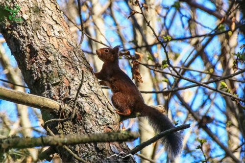 Veado Verde / Green Deer