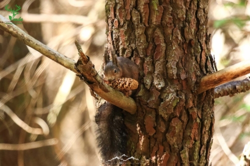 Veado Verde / Green Deer