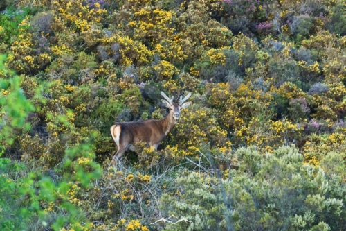 Veado Verde / Green Deer