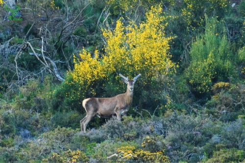 Veado Verde / Green Deer