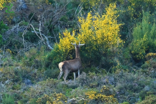 Veado Verde / Green Deer